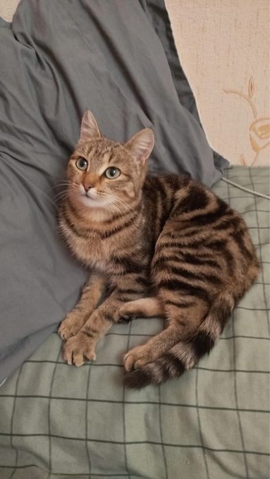 Молодая кошечка с шикарным окрасом