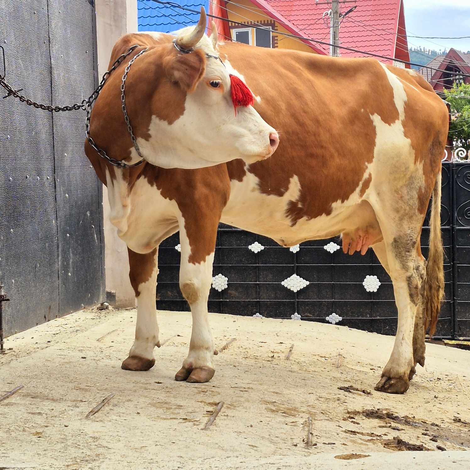Vaca baltata 5 ani gestanta 8 luni jumate Preț 87