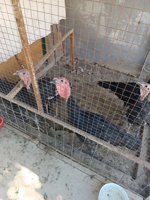 Продается индушки