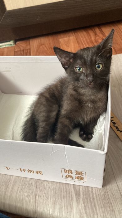 Котенок,черный,ласковый