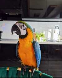 Papagal Ara vorbitor cu tot cu cușcă și hrană pt timp lung