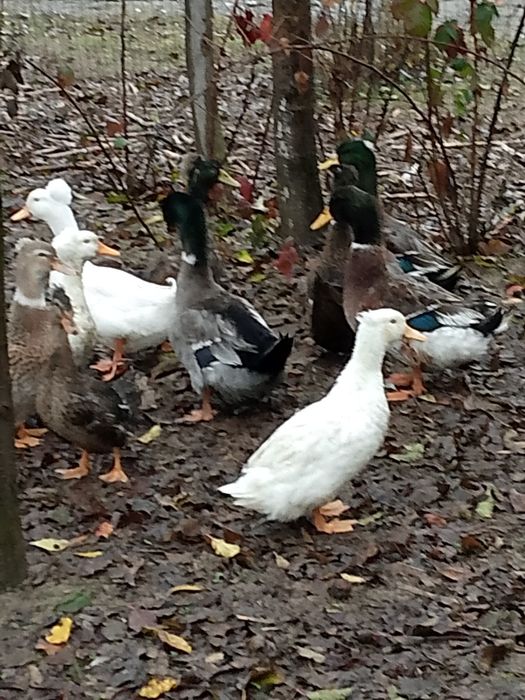 Rațe moțate ,polare Rouen pekin caută