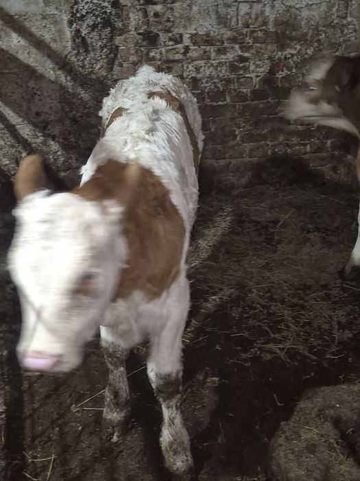 Vand vitele baltate romanesti