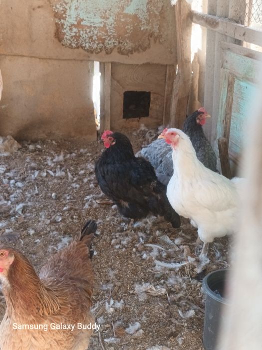 Домашний товуклар сотилади