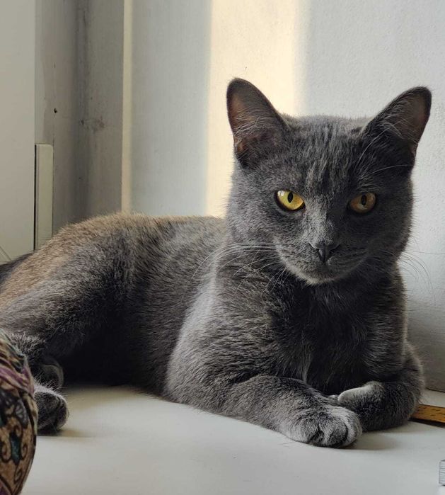 Отдаю в добрые руки красавицу котёнка 6-7 мес