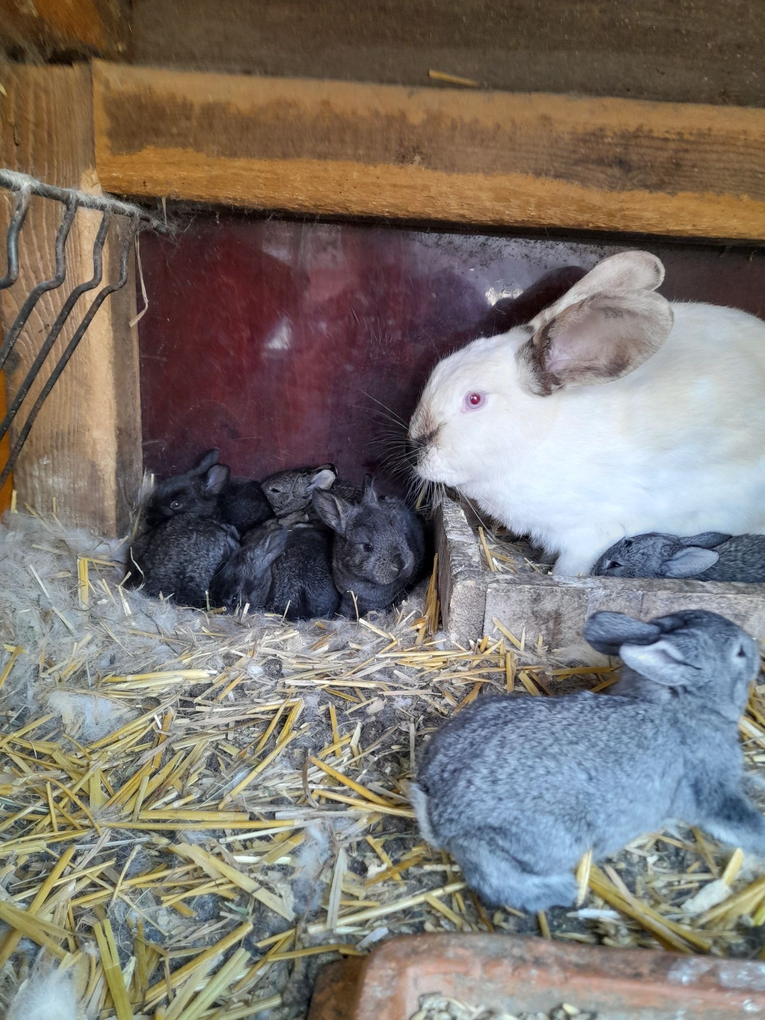 Tineret iepuri din rase pure