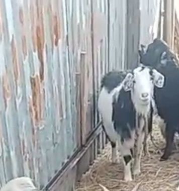 Ешки сатылады жаксы куйде