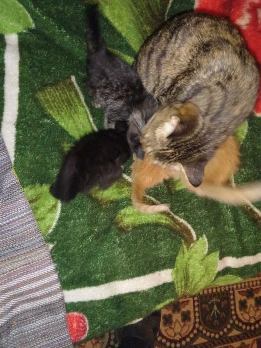 Отдам даром красивых котят