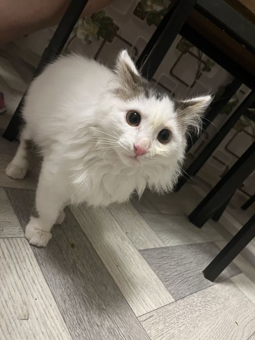 Отдам кота бесплатно