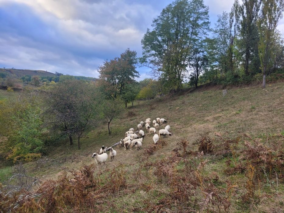 De vânzare miei de 8 luni