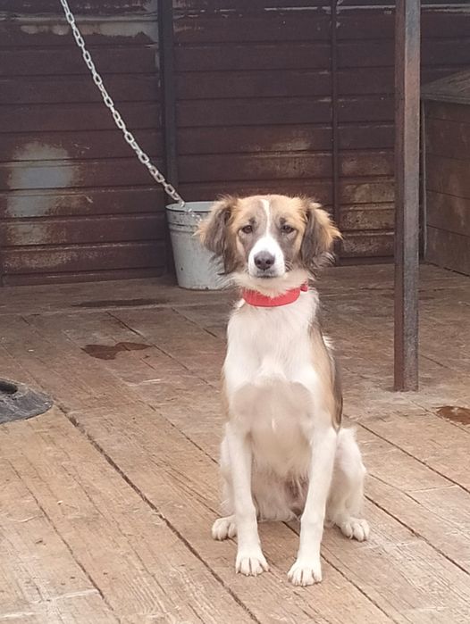 Отдам собаку девочка