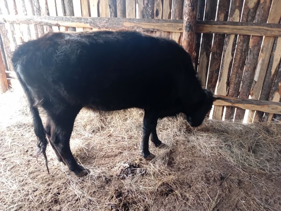 3жасар сиыр сатылады или обмен байталга туатын