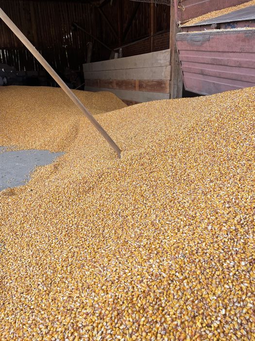 Vand ceriale productia 2025