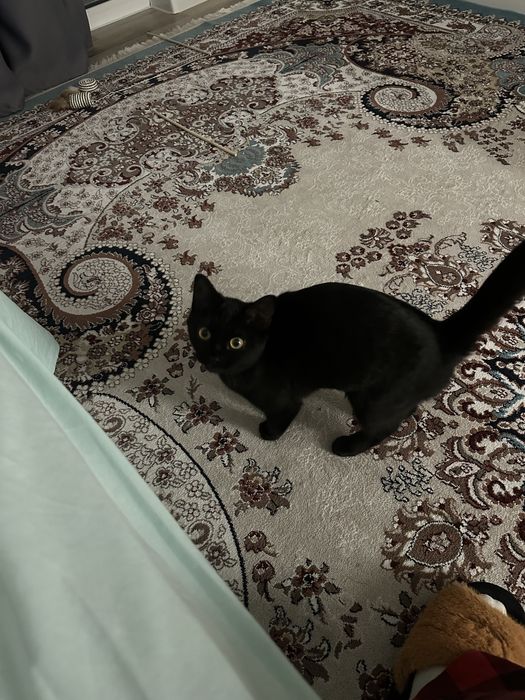 Отдам чёрную кошечку