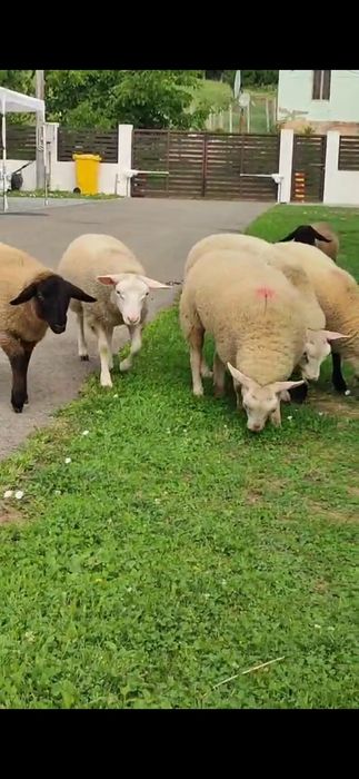 Berbecut Texel anul 2025