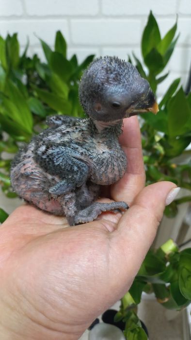 Продаётся птенец Благородного попугая