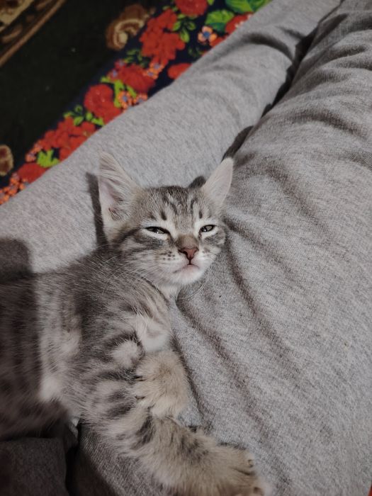 Bepulga beriladi  2 yarm oylik Onasi Scottish Fold Otasi Noma'lum
