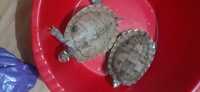 Două broaște țestoase de mississippi