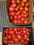 Продам дачные помидоры, тыкву