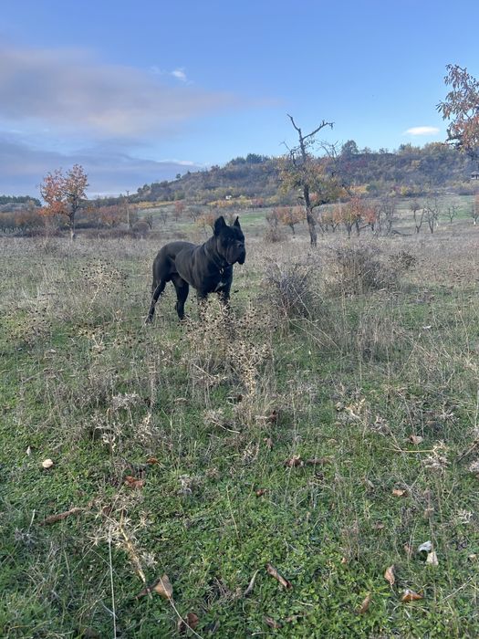 Мъжкар за разплод