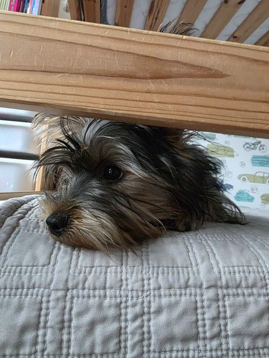 Йоркширски териер Йорки