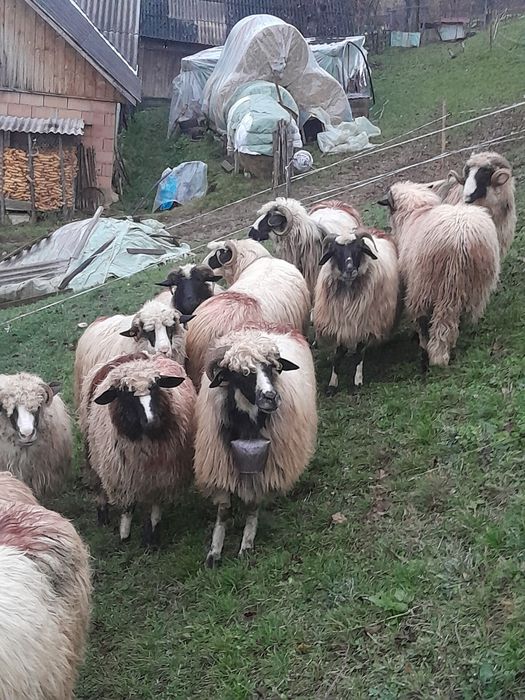 Vind oi breza tinere