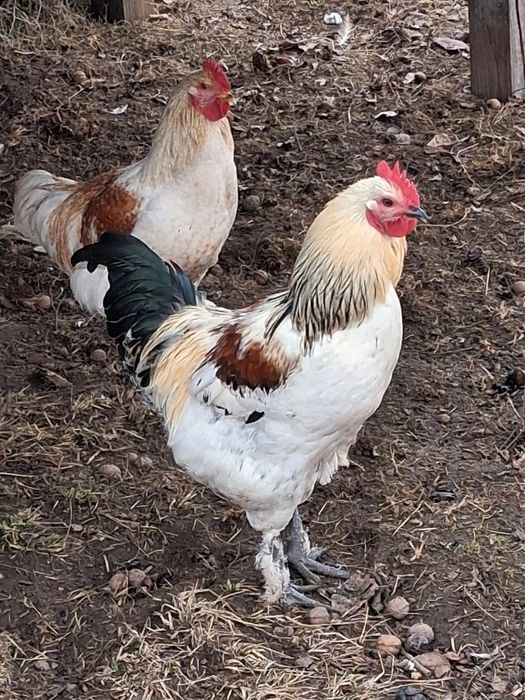 Cocoși  tineri de casă