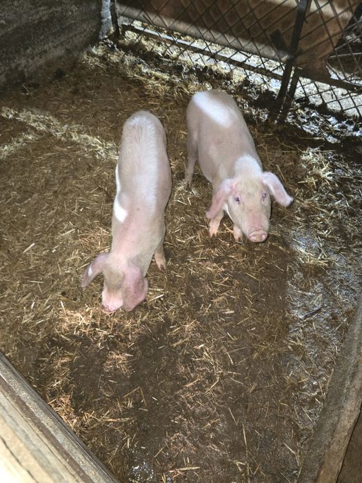 Продам домашних поросят