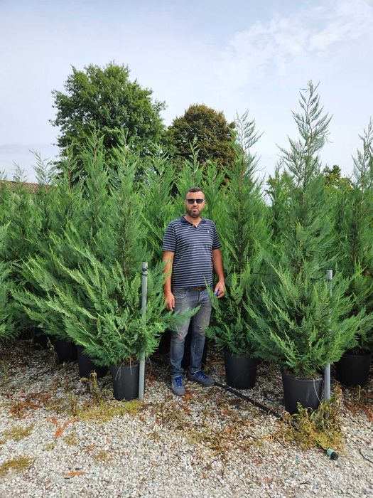 Plante decorative pentru curți, terase și spații publice!