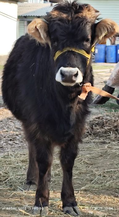 Продается тёлка/Тана сатылады!