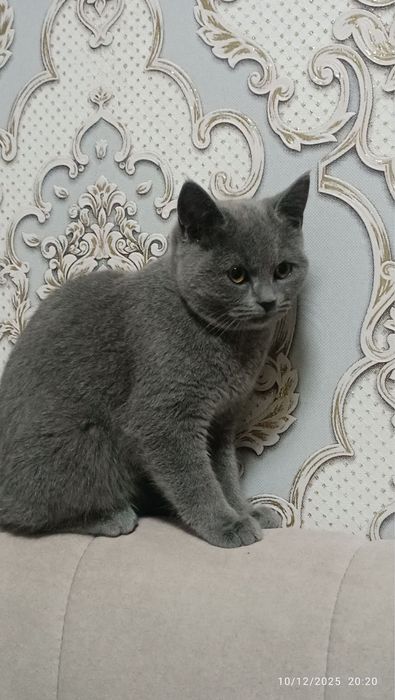 Mushuk sotiladi . Porodali skotish strayd. Narhi 100$. Ozgina kami bor