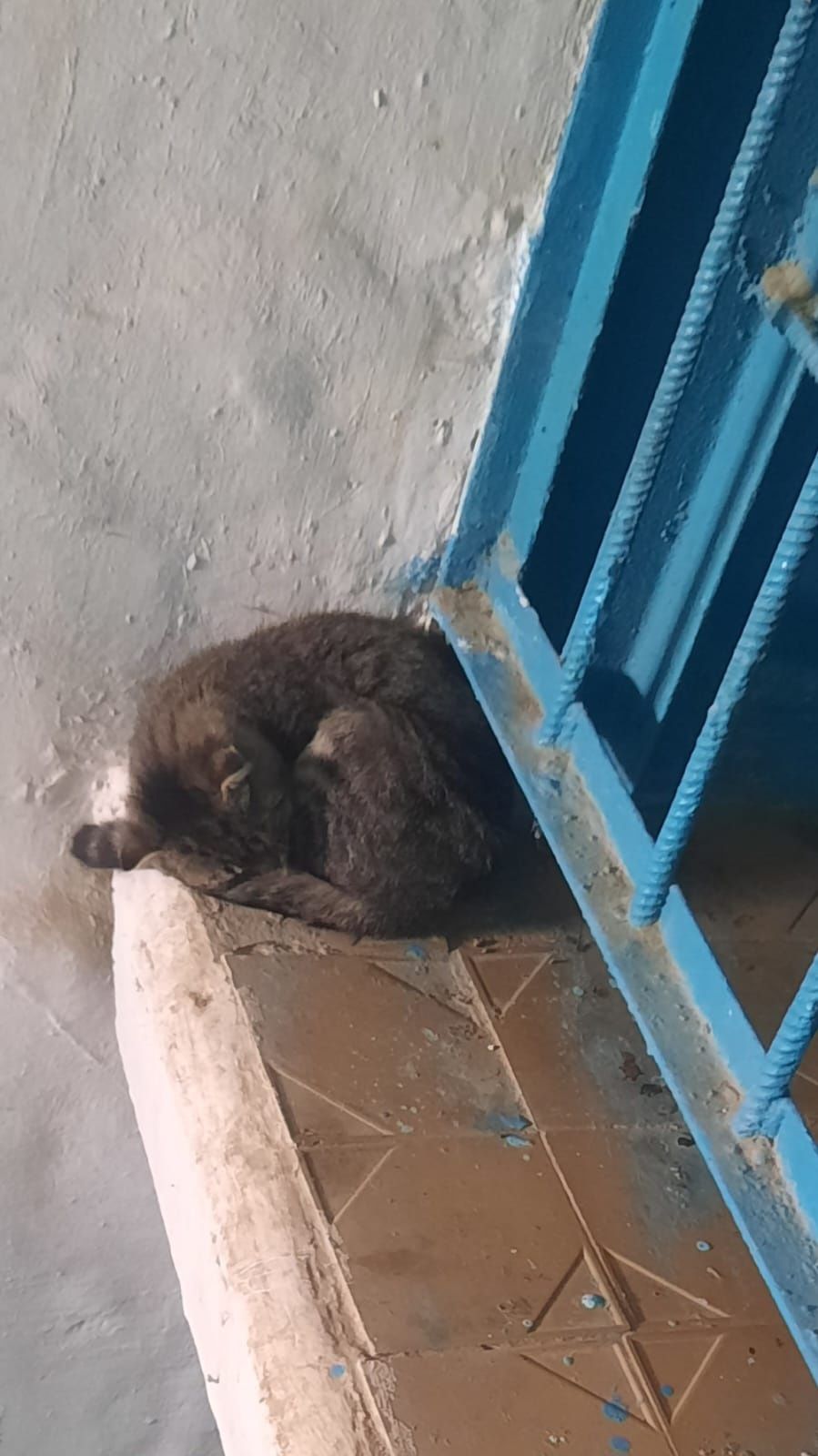 Найдём дом кошке