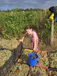 Vând struguri de vin