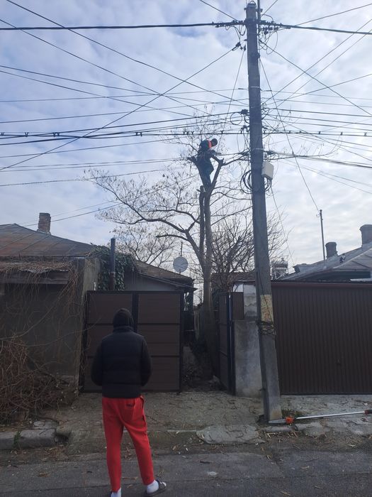 Tăierii Arbori/Toaletare/Fasonare/Alpinism Utilitar/Rapid și Ieftin.
