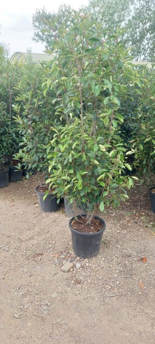 Leylandii,laur englezesc,photinia,gard viu, plante ornamentale