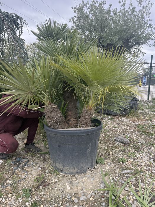 Palmieri multi trunchi