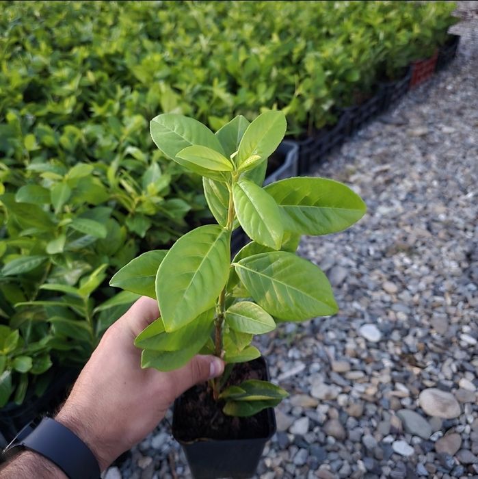 Laur Englezesc 30cm Novita