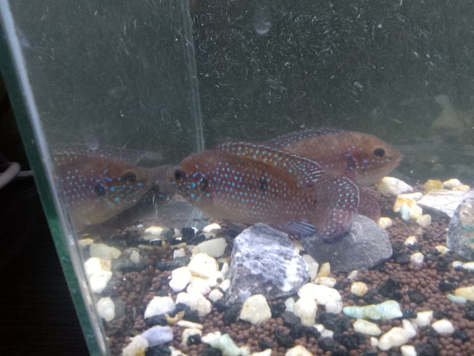 Продам.     рыбок