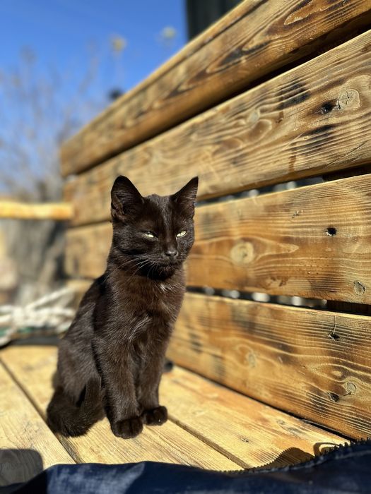 Котята в добрые руки (Кокшетау, Зеренда)