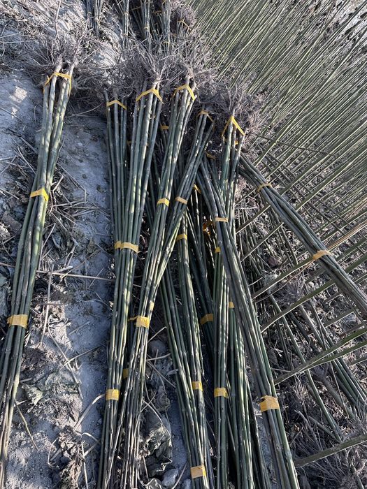 Павлония бор Pavlovniya sotiladi