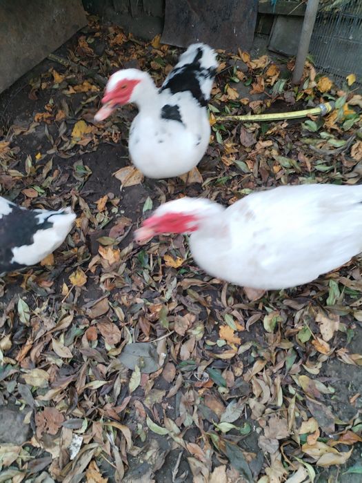 Rățoi muți mari 5 bucăți