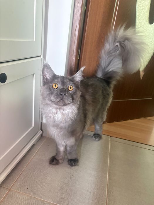 Pisica de rasa Maine coon mascul