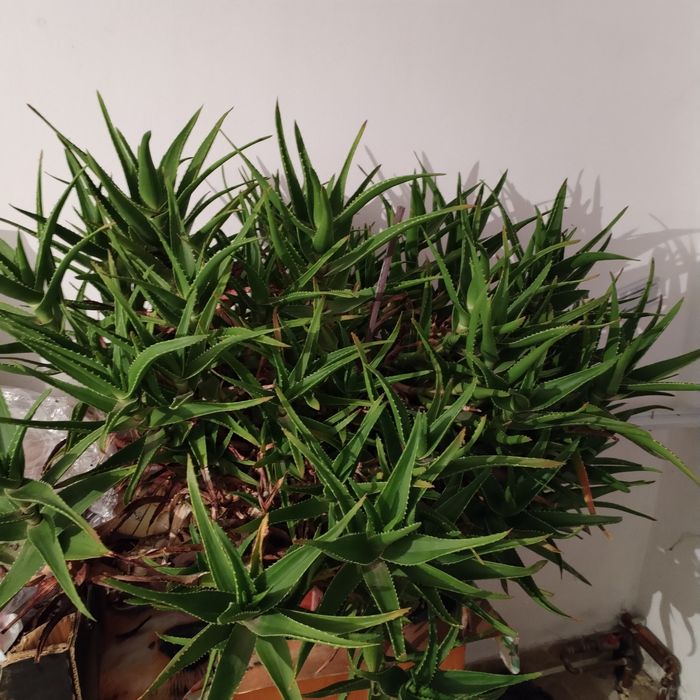 Aloe vera de 10 ani