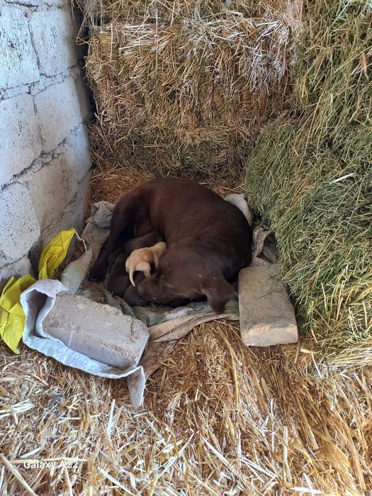 Продаются Щенки-Лабрадоры