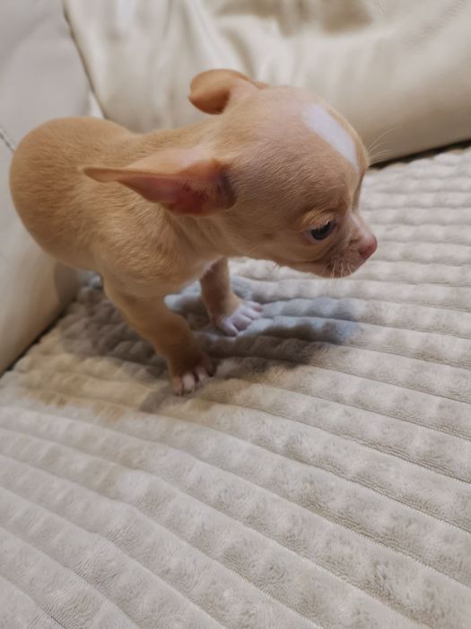 Чихуахуа сладки бебета