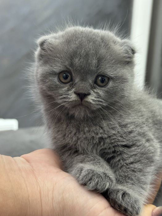 Шотландские вислоухие