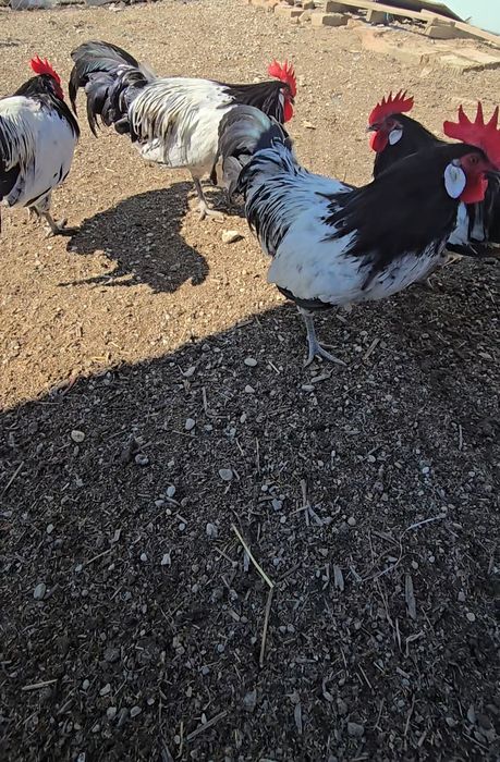 Cocoși din rasa lakenfelder