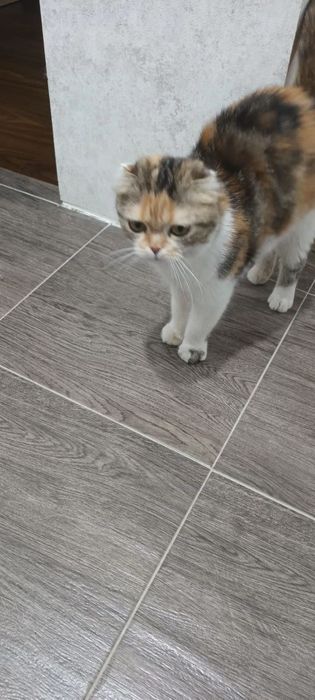 Отдам Шотланскую вислоухую кошку
