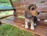 Cățelus Beagle Tricolor