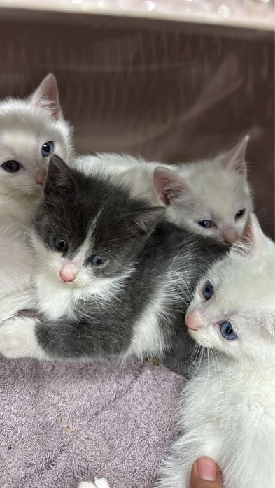 Отдам котят 1 месяц